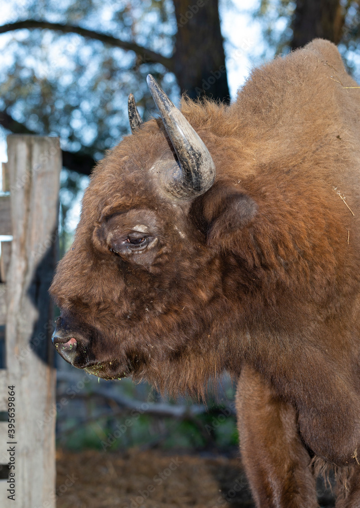 Fototapeta premium European bison (Bison bonasus), also known as the wisent. The existence of an animal in the reserve.