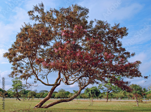 Bowdichia virgilioides Kunth (Family Fabaceae) is a tree that is distributed widely in the tropical and subtropical regions of the world. In the northeast region of Brazil. Brasilia photo