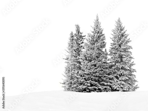 Group of frosty spruce trees in snow isolated on white