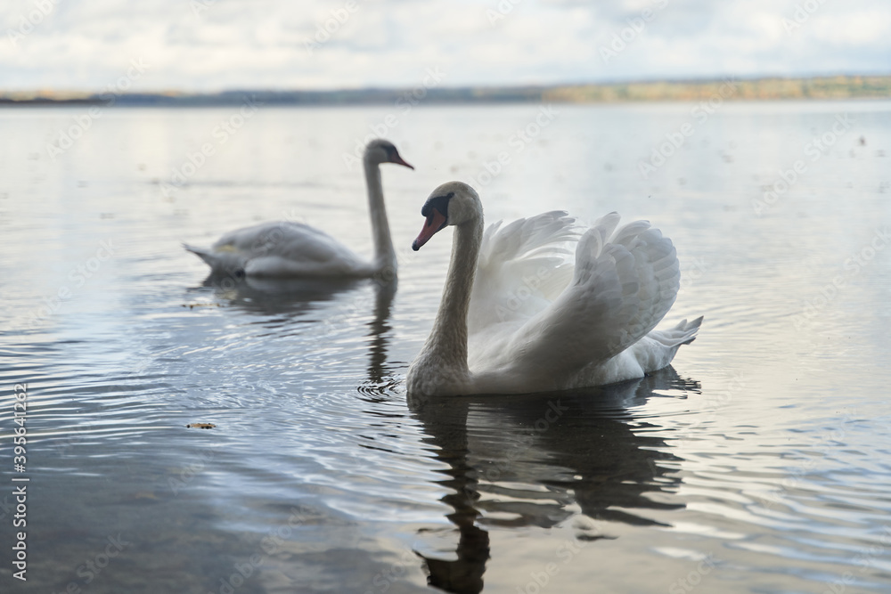Fototapeta premium White swans swim in the lake. Kaliningrad region.