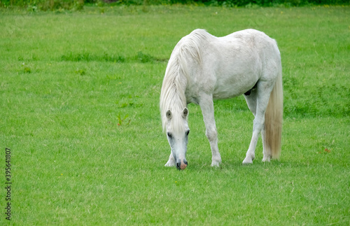 Pferd (Equus) auf einer Wiese