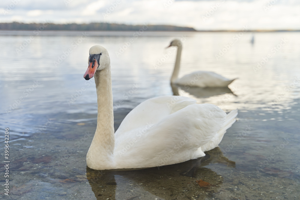 White swans swim in the lake. Kaliningrad region. White swans swim in the lake. Kaliningrad region.