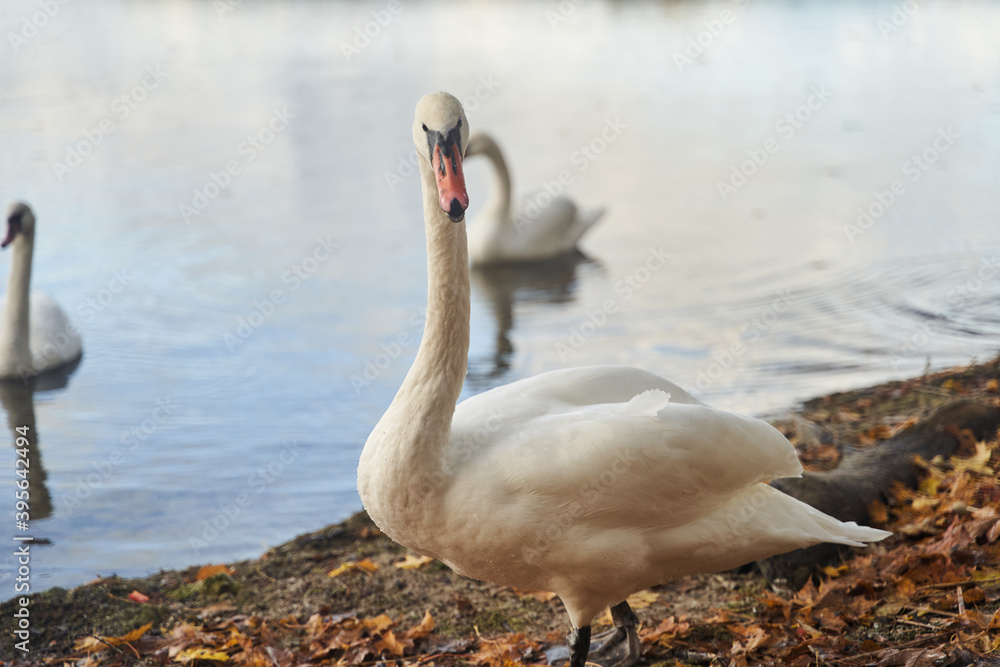 White swans swim in the lake. Kaliningrad region. White swans swim in the lake. Kaliningrad region.