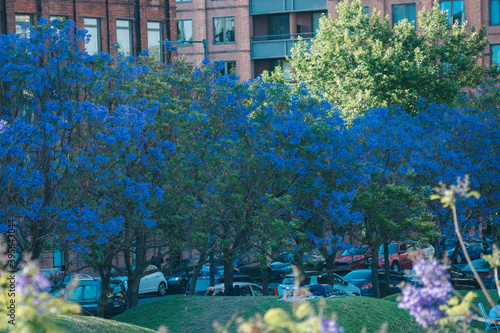 Flores en Buenos Aires