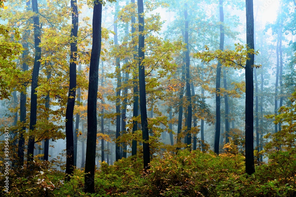 Fototapeta premium Green forest in fog, oak trees with green leafs in foggy conditions,light background.Gloomy magical landscape at autumn/fall. .