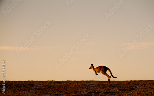 Fotografie Eastern Grey Kangaroos at Dawn