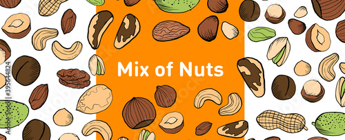 Collection of nuts, vertical template for paper label. Vector illustration colored in sketch style. Natural snack for vegans, nuts set. Cashews, almonds, peanuts and others
