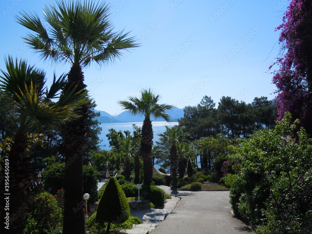 Marmaris , trees on the beach