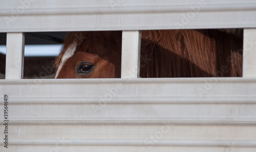 horse in stock horse trailer looking out of small rectangular window of metal transportation vehicle for horse shipping