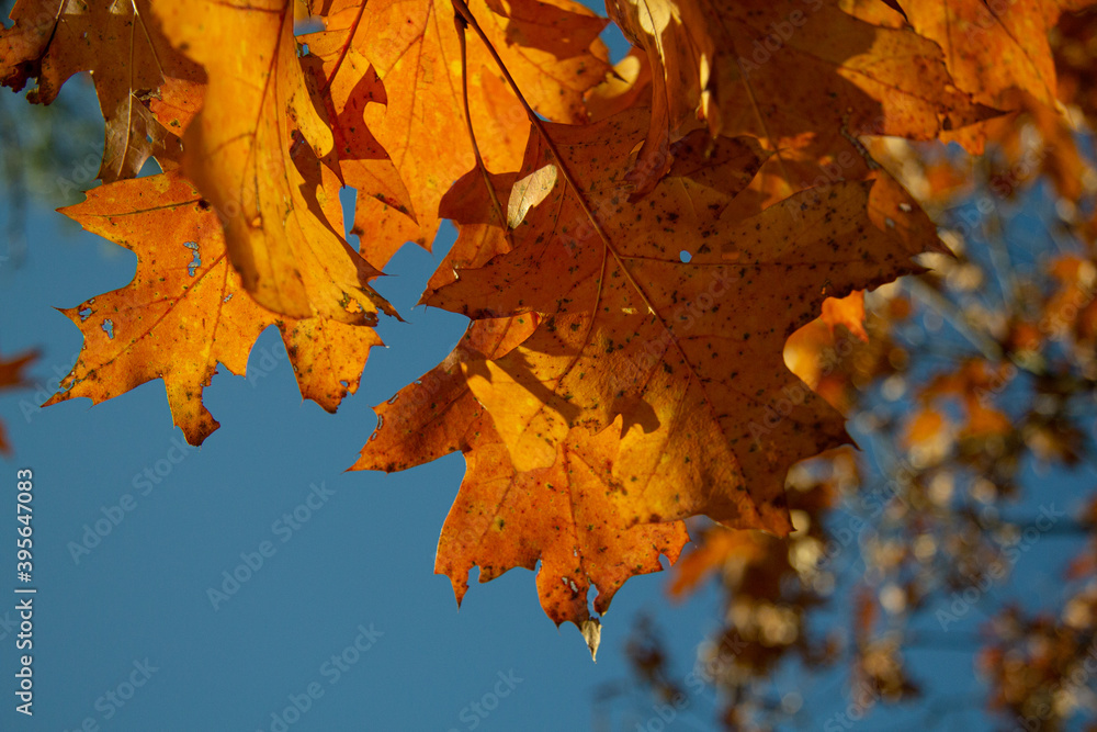 Fototapeta premium autumn leaves on the tree