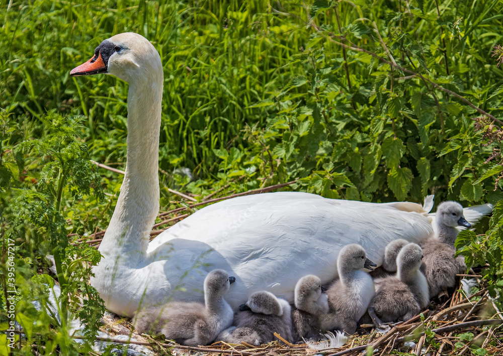 Obraz premium Mute Swan (Cygnus olor) freshly hatched chicks resting in cozy and warm feather-bed of mother in nest, Heidelberg, Baden-Wuerttemberg, Germany