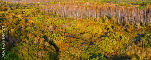 Green and yellow autumn for...