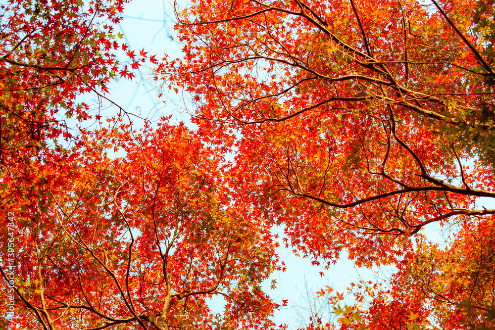 神代植物公園の紅葉 神代植物公園の紅葉