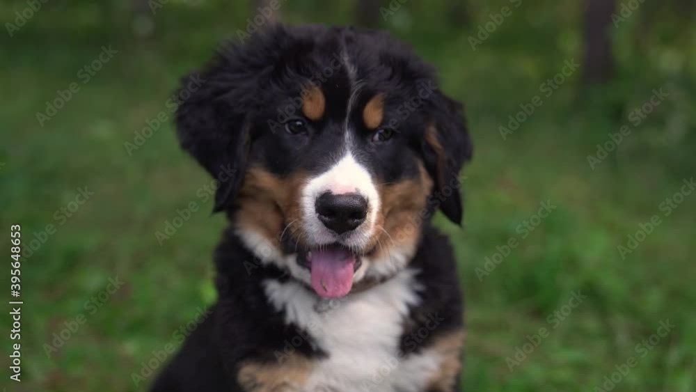 Bernese Mountain Dog puppy standing in forest park Bernese Mountain Dog puppy standing in forest park