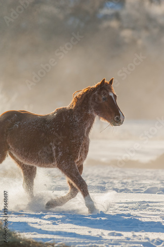 Horse running in the snow on a cold winter day with hoar frost on trees on ranch in wyoming in the american west majority of herd being quarter horses some mustangs