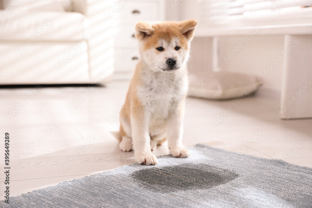 Adorable akita inu puppy near puddle on rug at home Adorable akita inu puppy near puddle on rug at home