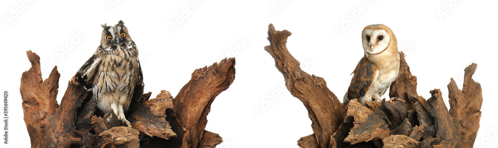 Fototapeta premium Collage with photos of beautiful eagle and barn owls on white background. Banner design