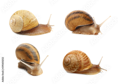 Collection of common garden snails on white background