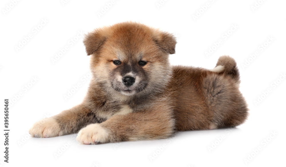 Adorable Akita Inu puppy on white background Adorable Akita Inu puppy on white background