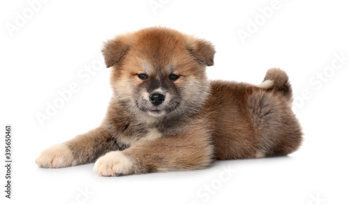 Adorable Akita Inu puppy on white background