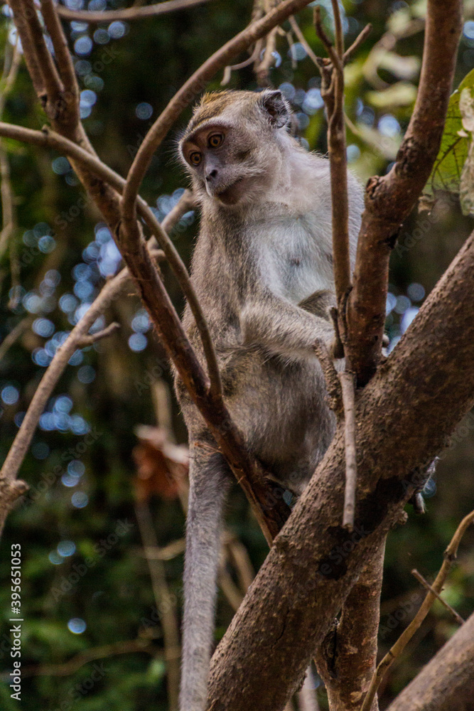 Obraz premium Macaque near Kinabatangan river, Sabah, Malaysia
