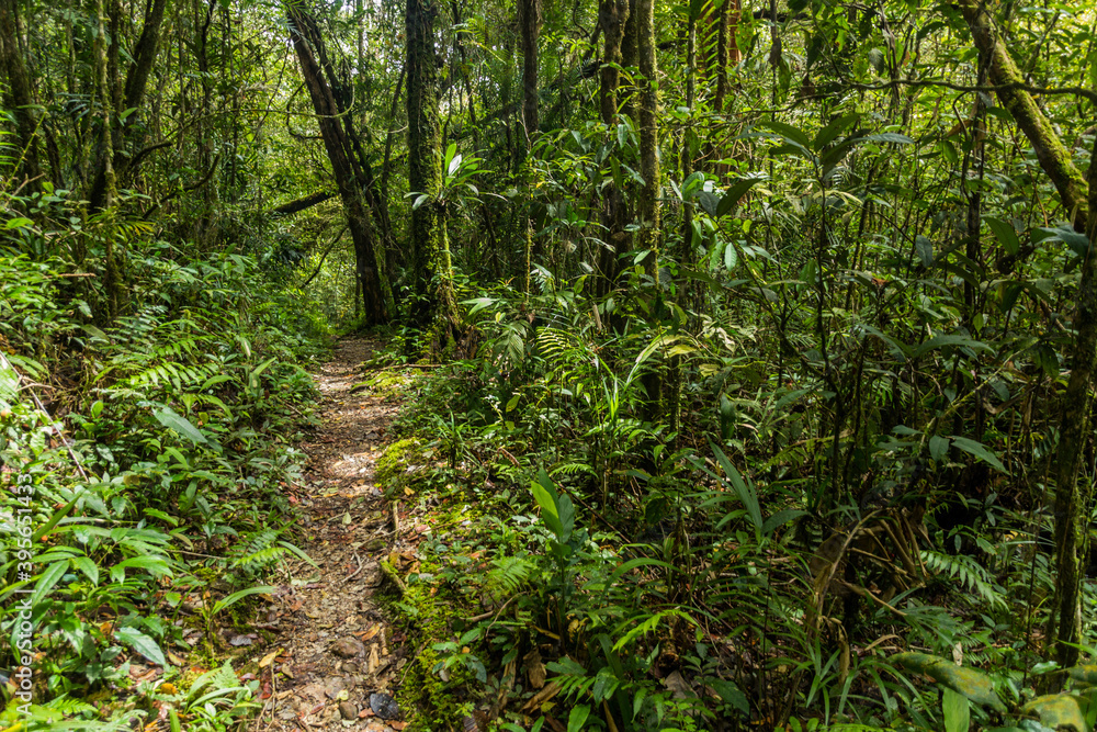 Hiking trail in a forest of Kinabalu Park, Sabah, Malaysia