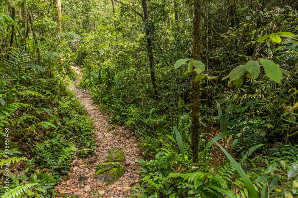 Obraz premium Hiking trail in a forest of Kinabalu Park, Sabah, Malaysia