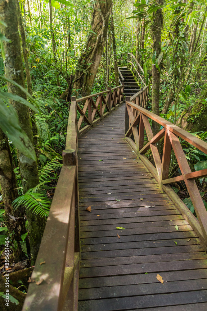 Boardwalk in a forest of Kinabalu Park, Sabah, Malaysia Boardwalk in a forest of Kinabalu Park, Sabah, Malaysia