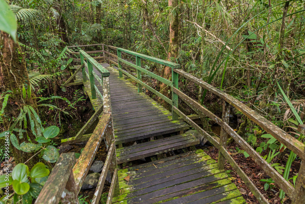 Boardwalk in a forest of Kinabalu Park, Sabah, Malaysia