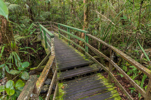 Boardwalk in a forest of Kinabalu Park  Sabah  Malaysia