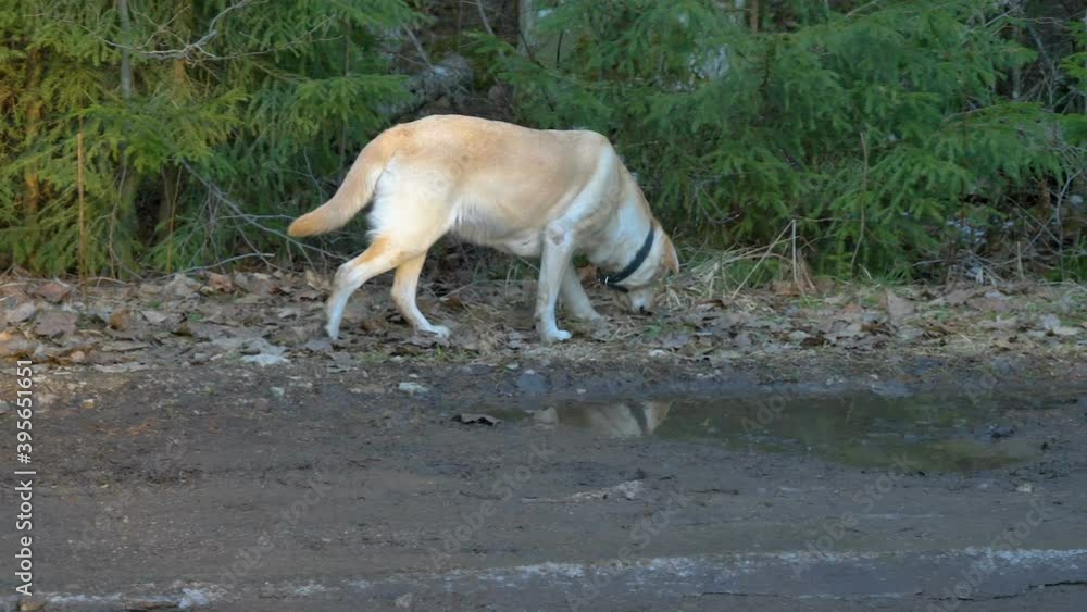 The walking Labrador Retriever dog on the side of the river with a leash on his neck looking for food in Estonia The walking Labrador Retriever dog on the side of the river with a leash on his neck looking for food in Estonia