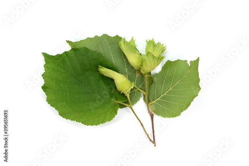Unripe hazelnuts (Corylus avellana or common hazel) on branch with leaves isolated on white. Hazelnuts growing on green branch.