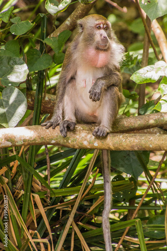 Crab-eating macaque  Macaca fascicularis  at Gaya Island in Tunku Abdul Rahman National Park  Sabah  Malaysia