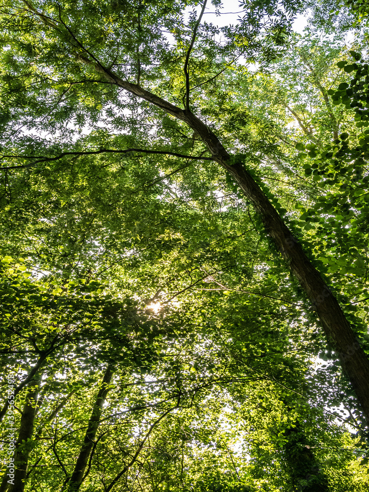 trees in the forest