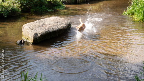 dog in the water