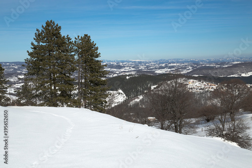 Fir trees in the foreground,close up with a view of Zlatibor nature and clear blue sky. Zlatibor nature in winter time.Copy space, front view.