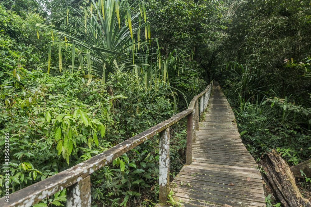 Obraz premium Boardwalk in Niah national park on Borneo island, Malaysia