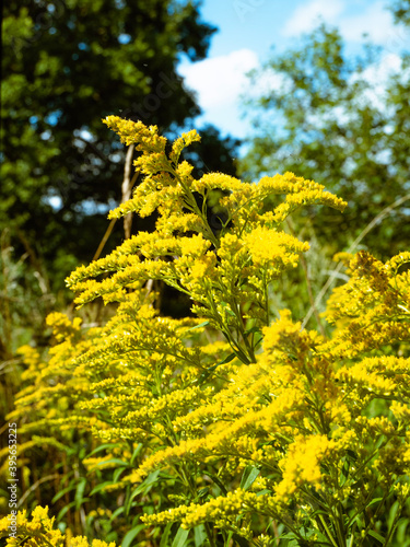 flowers in the forest