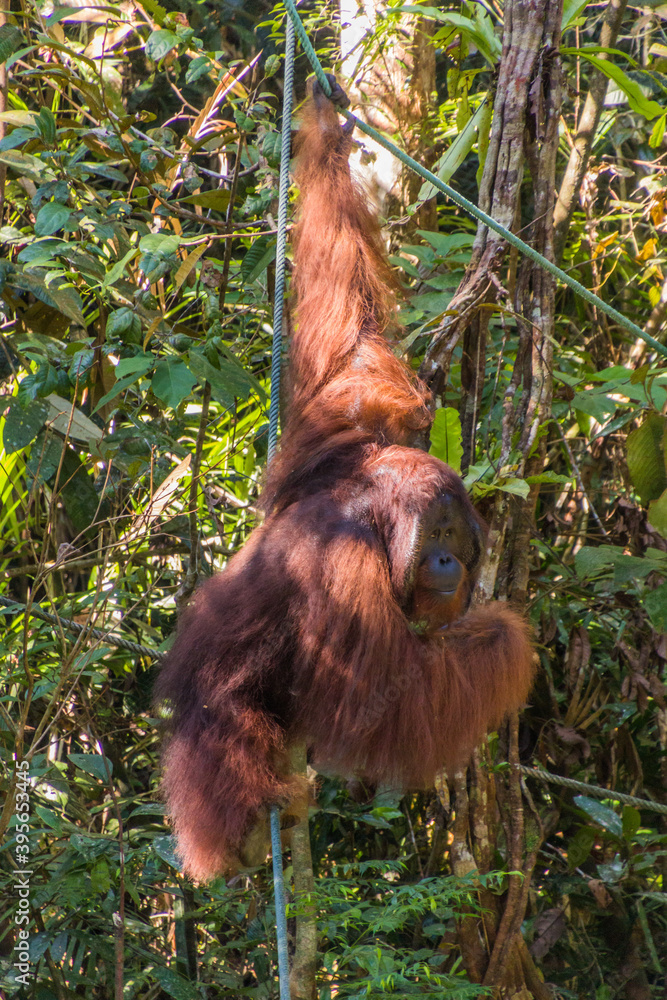 Fototapeta premium Bornean orangutan (Pongo pygmaeus) in Semenggoh Nature Reserve, Borneo island, Malaysia