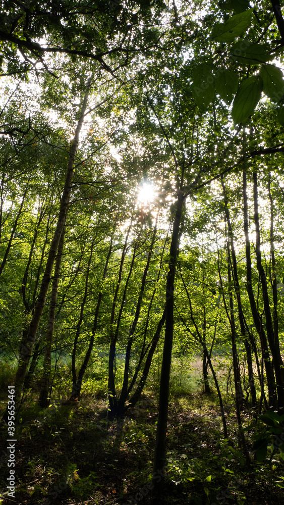 Obraz premium sun rays in the forest