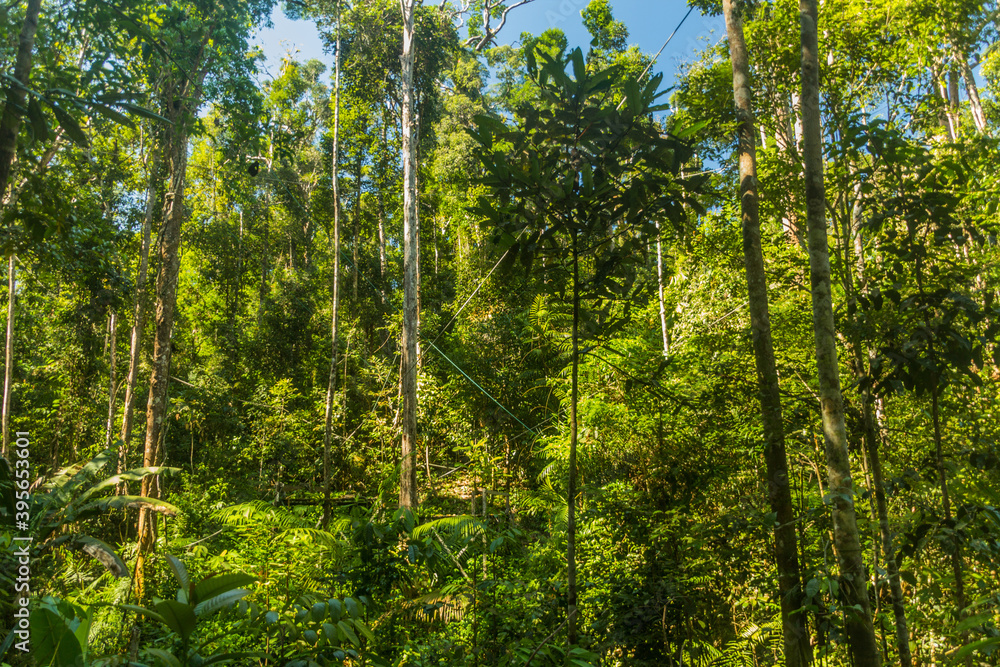 Forest and ornagutan feeding place in Semenggoh Nature Reserve, Borneo island, Malaysia Forest and ornagutan feeding place in Semenggoh Nature Reserve, Borneo island, Malaysia