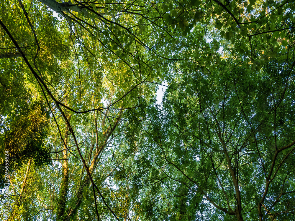 green leaves in the forest green leaves in the forest