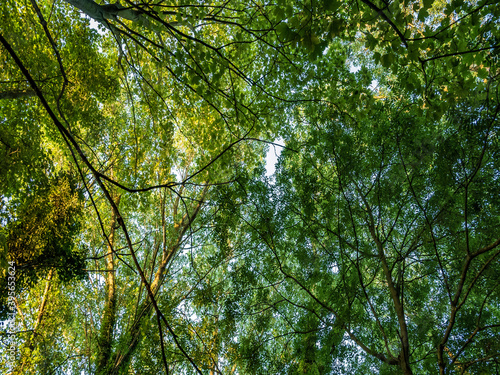 green leaves in the forest