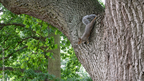 Photography squirrel on tree