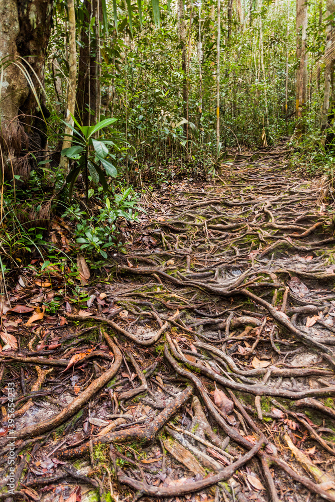 Roots covered path in Bako National Park, Sarawak, Malaysia Roots covered path in Bako National Park, Sarawak, Malaysia