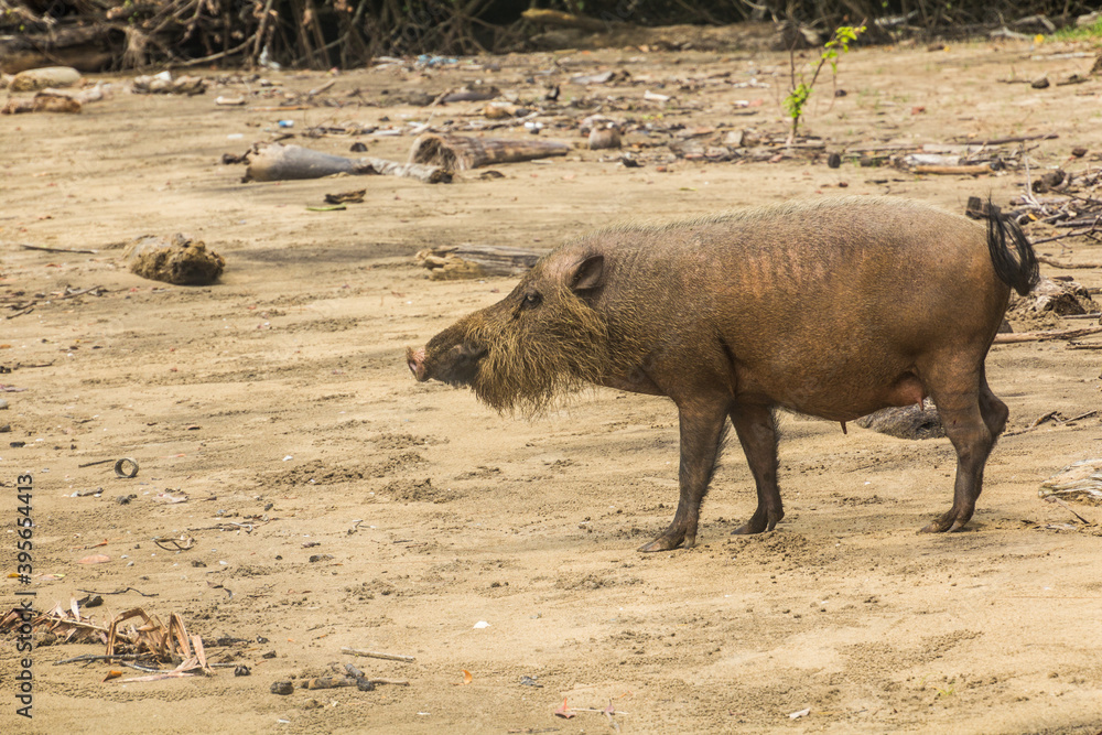 Bornean bearded pig (Sus barbatus) on a beach in Bako national park on Borneo island, Malaysia Bornean bearded pig (Sus barbatus) on a beach in Bako national park on Borneo island, Malaysia