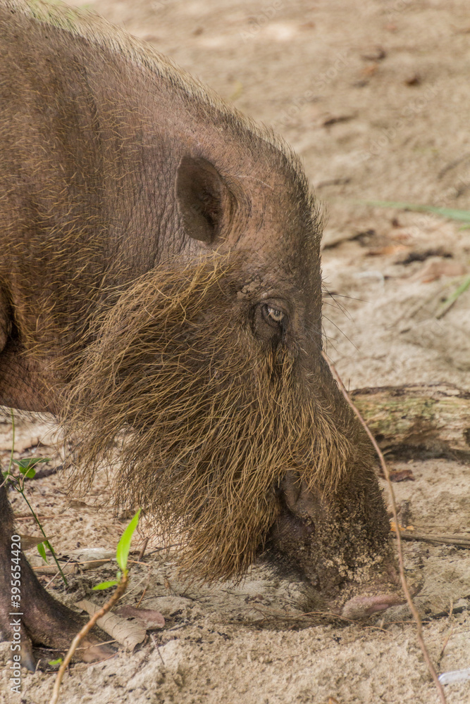 Bornean bearded pig (Sus barbatus) on a beach in Bako national park on Borneo island, Malaysia Bornean bearded pig (Sus barbatus) on a beach in Bako national park on Borneo island, Malaysia