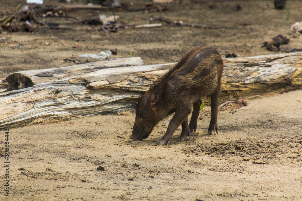 Bornean bearded pig (Sus barbatus) piglet on a beach in Bako national park on Borneo island, Malaysia