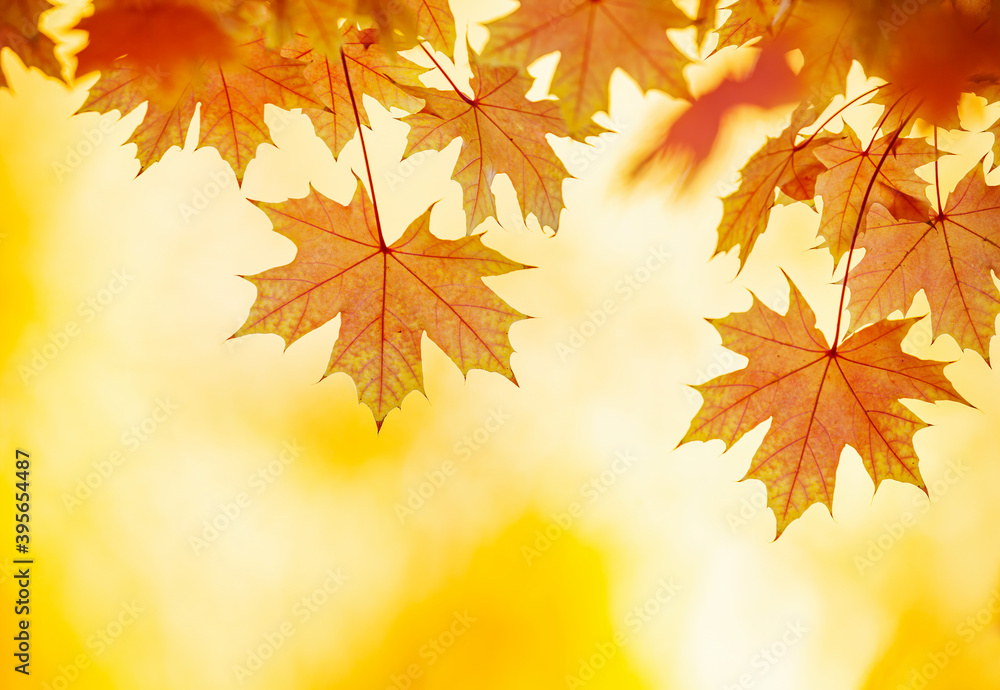 Fall Foliage Fall Foliage
