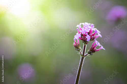 The background image of the colorful flowers